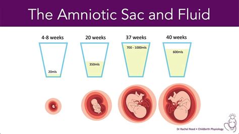 straw colored amniotic fluid|Amniotic Fluid Levels 